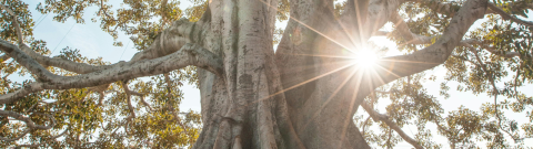 Tree routes sunlight