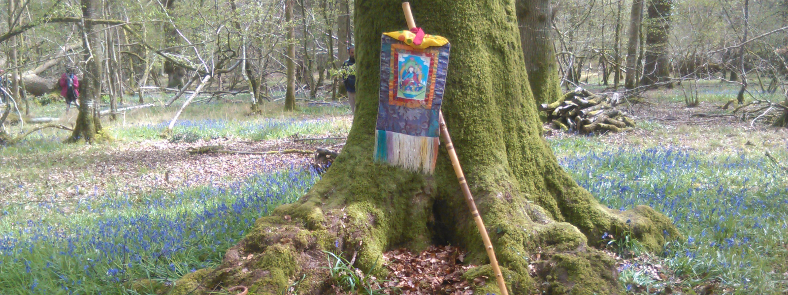 Yatra flag leaning against a tree in a wood filled with bluebells