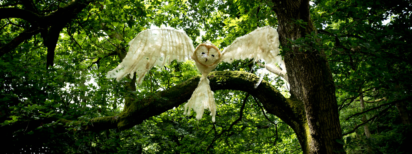 Owl in the trees