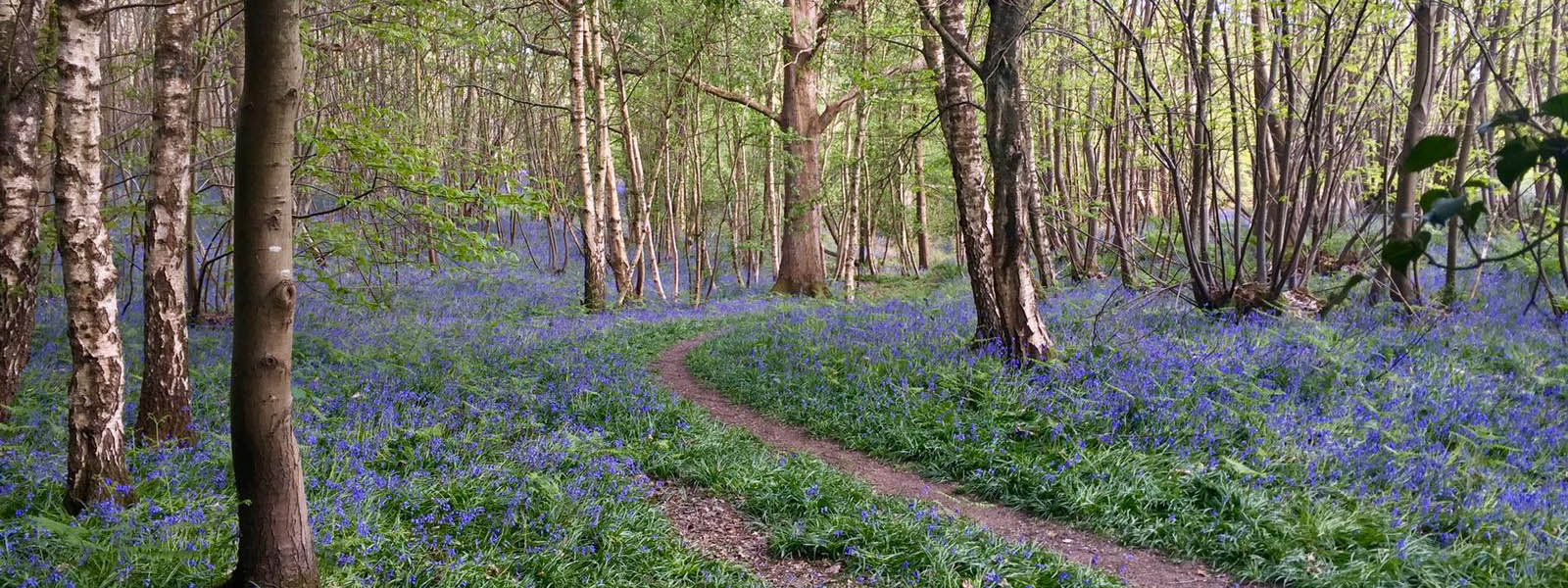 A woodland full of bluebells