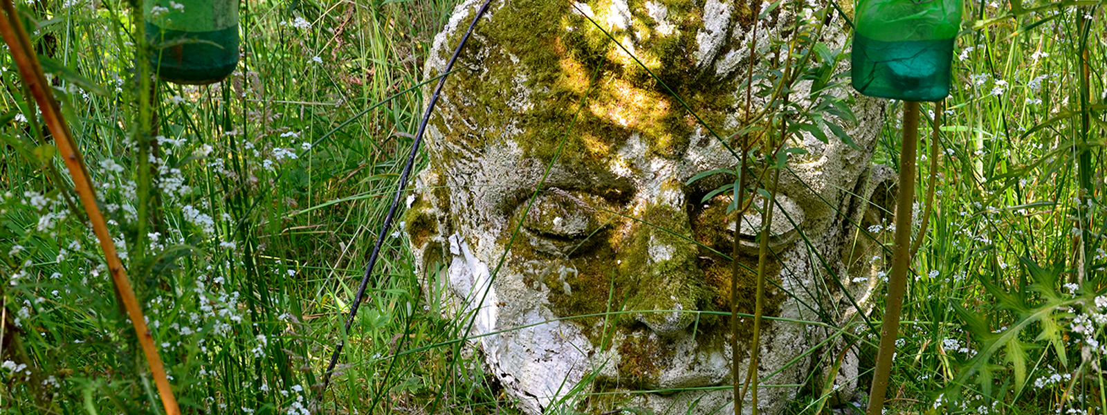 Mossy buddha head in the forest with a few lanterns hanging around