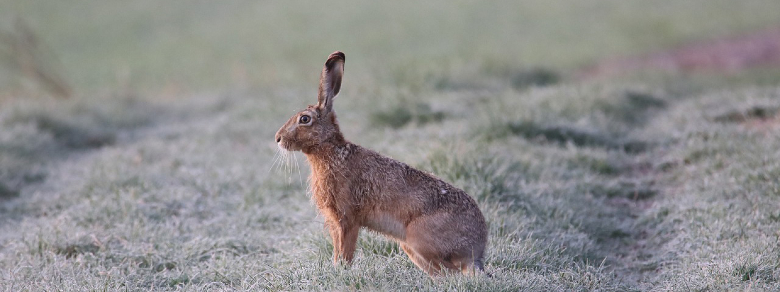 hare poised in a field