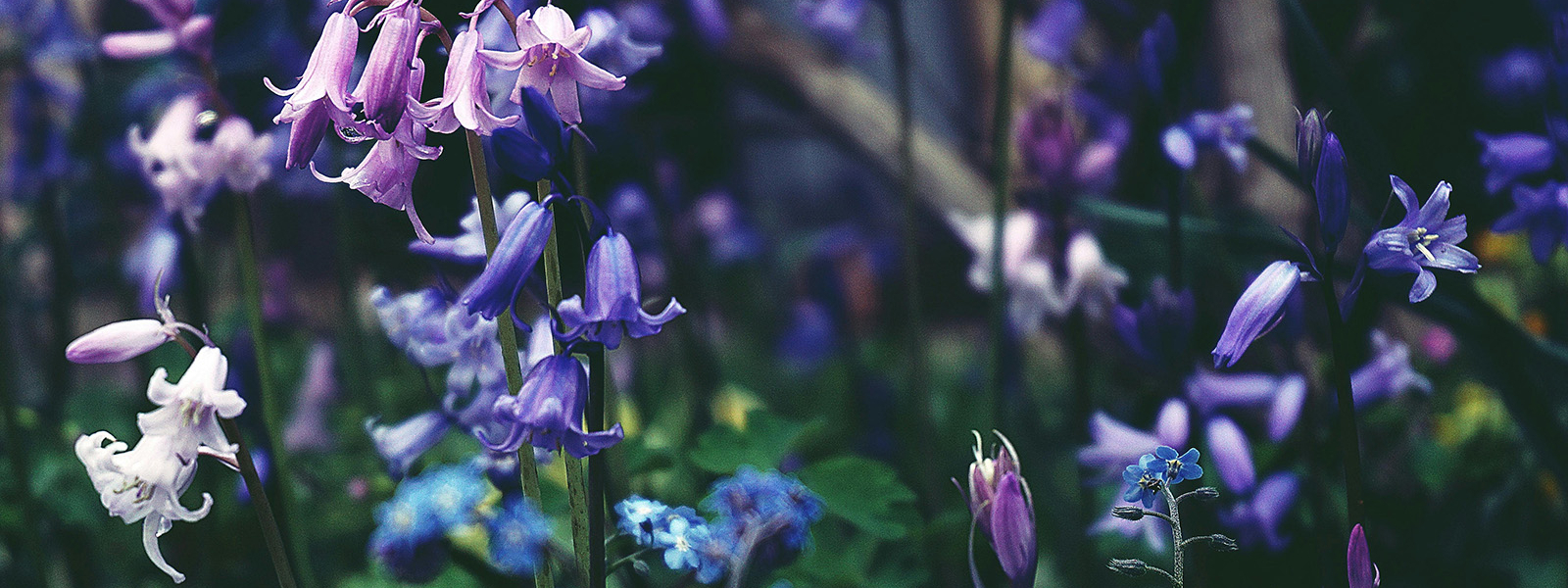 Bluebells 